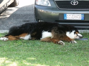 bovaro del bernese raduno grabber folgaria 2016 21